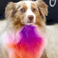 Non-Toxic Pet Hair Color Dye